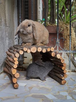 Small cute grey rabbit and his mother playing on a balcony. Domestic animal close up. Easter or autumn harvest concept