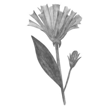 Black and White Flowers with Leaves Isolated on White Background. Flower Element Drawn by Pencil.