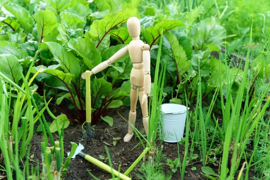 Growing young beetroot lettuce leaves chard. The concept of rural life and homemade vegetables. Selective focus