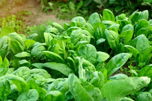 Rows of green spinach on a field. Young leaves leaf leaf green in rows, agriculture. Selective focus