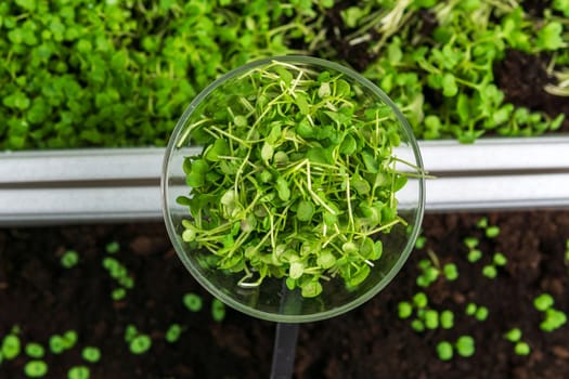 Microgreen, Eco vegan healthy lifestyle. Vitamins and Amino Acids Are The Benefits of Organic Superfoods.