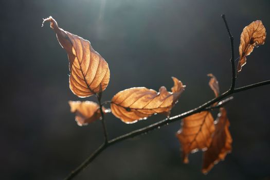 Leaves on a tree with sun rays. Forest with sunset in winter time while snowing.