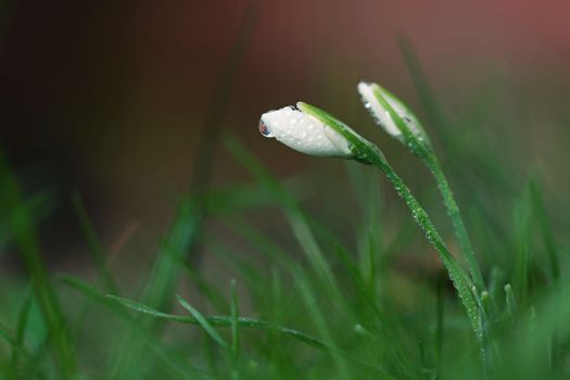 Spring flowers. The first flowering white plants in spring. Natural colorful background. (Galanthus nivalis).