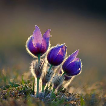 Spring flowers. Beautifully blossoming pasque flower and sun with a natural colored background. (Pulsatilla grandis)