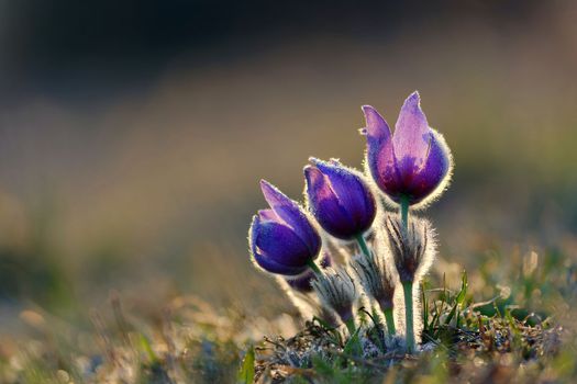 Spring flowers. Beautifully blossoming pasque flower and sun with a natural colored background. (Pulsatilla grandis)