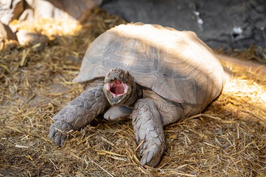 Giant grey tortoise opening mouth waiting for food.