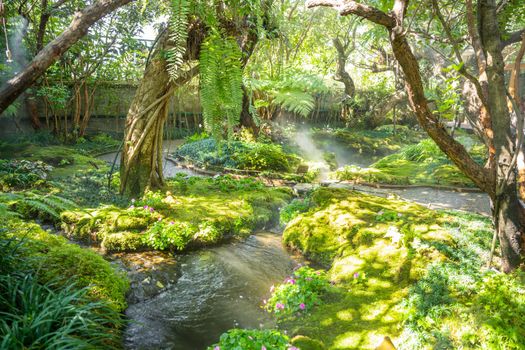 Beautiful spring moss and fern in the garden under big trees, Chiang Mai, Thailand