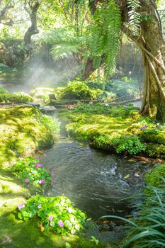 Beautiful spring moss and fern in the garden under big trees, Chiang Mai, Thailand