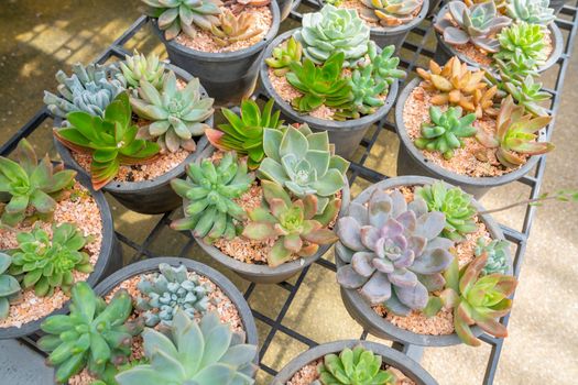 House indoor plants collection. Succulent and cactus in different pots with sunlight.