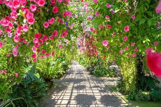 Pink petunia flowers in the garden in Spring time.