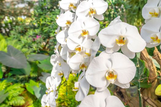 Phalaenopsis orchid in the garden.