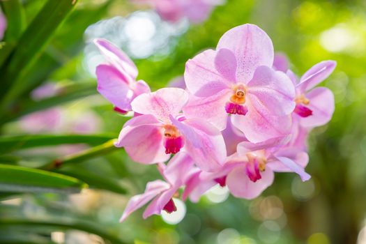 Closeup of red pink orchid phalaenopsis. Bouquet of flowers orchids. orchids of thailand.