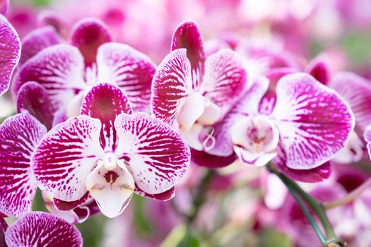The view of a cluster of small magenta and white colored Phalaenopsis orchids.