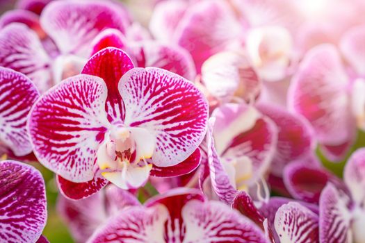 Pink orchid, moon Phalaenopsis in botanical orchid farm.