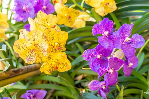 Yellow and purple Phalaenopsis orchid in garden