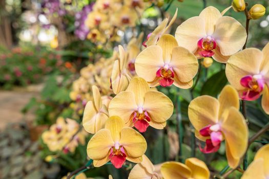 Beautiful Phalaenopsis Orchid flower blooming in garden floral background