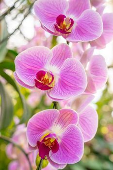 Closeup view of a pink mottled Phalaenopsis orchid plant.