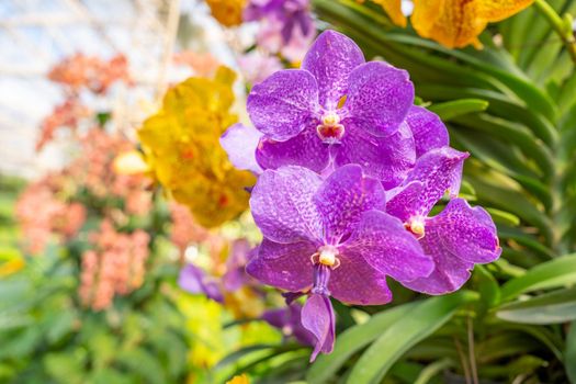 Purple Phalaenopsis orchid in orchid farm