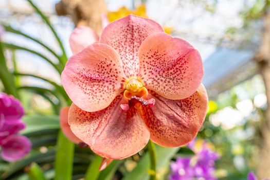 Orange orchids, Ascocenda, Vanda hybrids blooming in orchid house in bright sunlight and green leaves blur background.