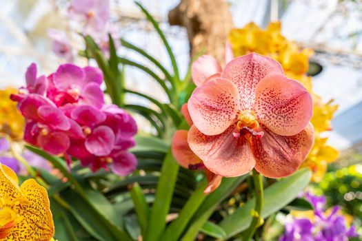 Orange orchids, Ascocenda, Vanda hybrids blooming in orchid house in bright sunlight and green leaves blur background.