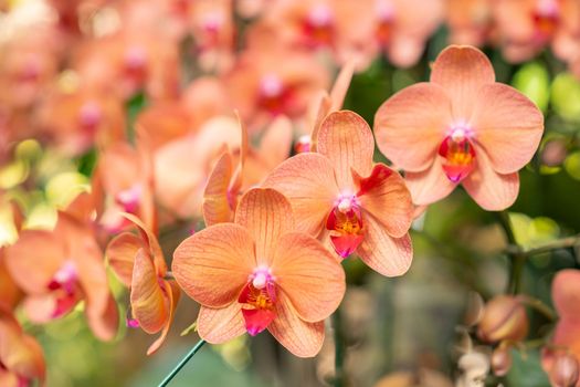 Beautiful orange phalaenopsis orchid flower in nature
