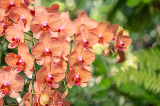 Orange Phalaenopsis orchid flower blossom in garden