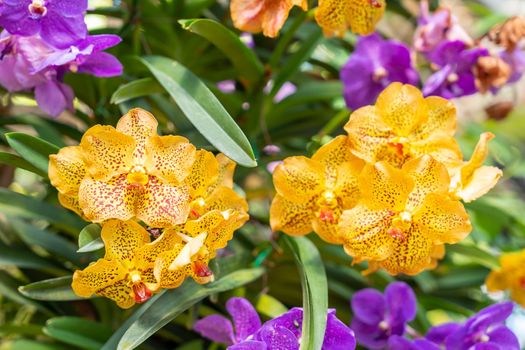 Yellow Phalaenopsis orchid in garden