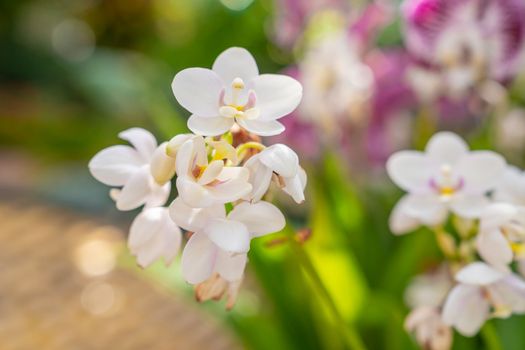 Close up of beautiful white orchids taken outside in the garden.