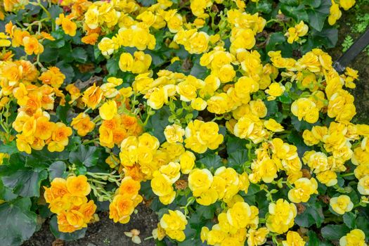 Varieties of potted yellow colored begonia flowers in garden