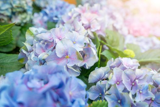Colorful hydrangea plant with sunlight in the garden.