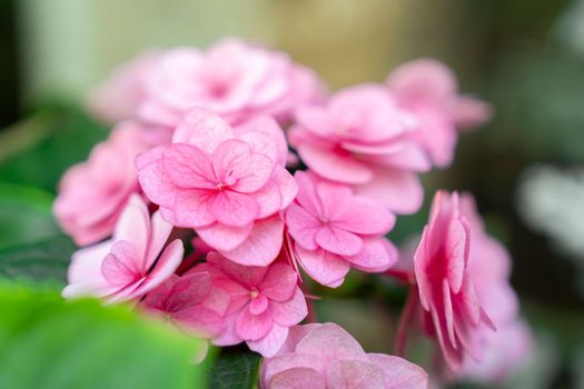 Blooming pink hydrangea or hortensia flowers with gentle fragrance in the garden.