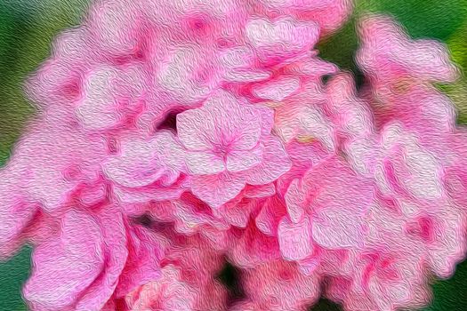 Abstract oil paint pink hydrangea flower.