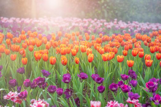 Garden field with tulips of various bright rainbow color petals, beautiful bouquet of colors in daylight in ornamental garden