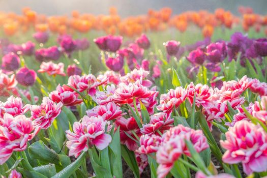 Spring tulips in garden with sunlight.