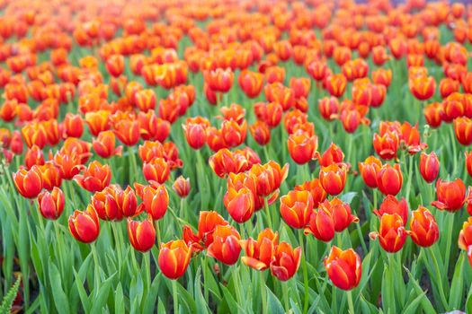 Full frame and selective focus of a field of orange red tulips.