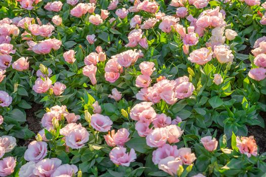 Pink Lisianthus flowers are blooming in the warm sunlight in the morning.
