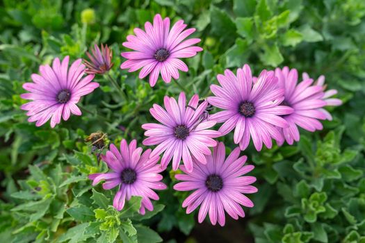 Beautiful pink gerbera flower in the garden