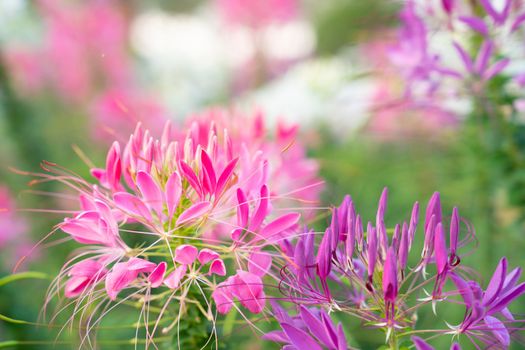 Cleome Hassleriana commonly known as Spider flower, Spider plant, Pink Queen, or Grandfather's Whiskers, in the garden.