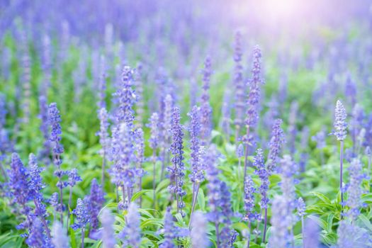 Closeup of blue sage flowers in bloom growing in herbal garden