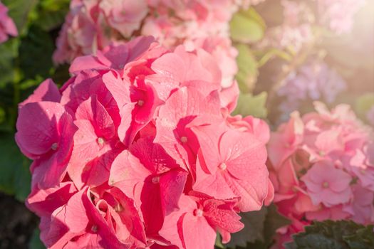 Large deep pink hydrangea blossoms - August summer flower