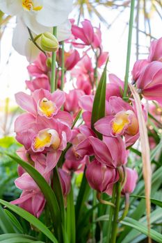 Close-up of a Pink Cymbidium Orchid.