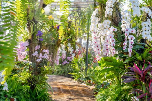Walkway in Colorful Orchids in the Garden