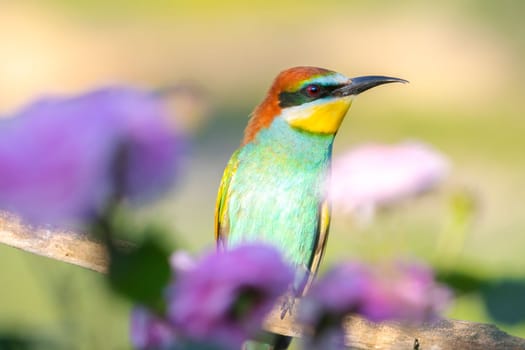 beautiful bird among flowering branches, beauty of spring nature