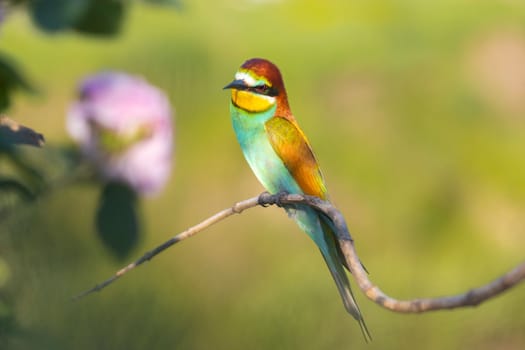 beautiful bird and pink flower, beauty of spring nature