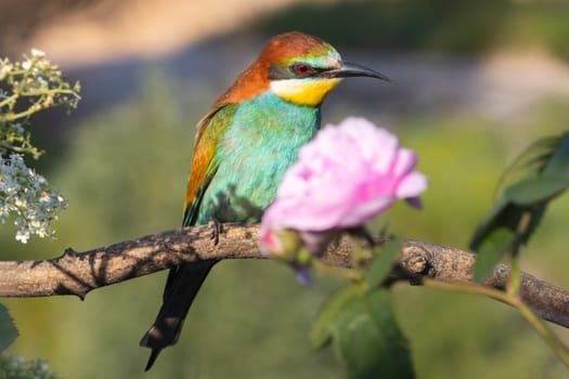 beautiful bird sits on a branch and a pink flower, beauty of spring nature