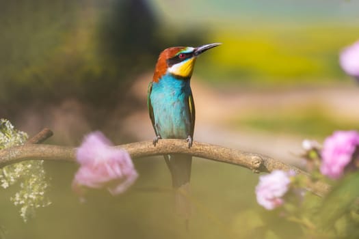 bird of paradise among spring flowers, beauty of spring nature