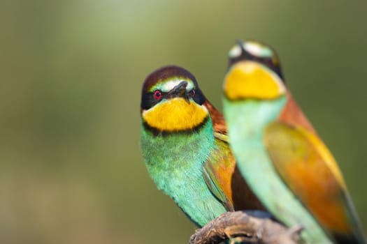 contemptuous glance, two birds on a branch, beauty of spring nature
