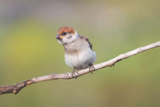 little sparrow sitting on a branch, beauty of spring nature