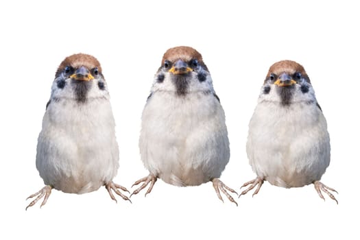 sparrows threesome isolated on white background, beauty of spring nature