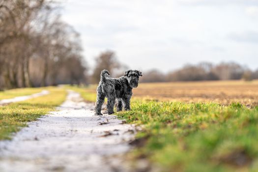 dog on a walk in nature. little black schnauzer.